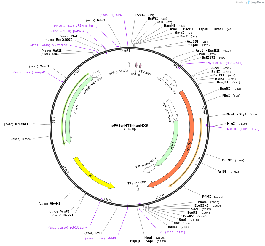 26875-plasmid-map-sequence-id-12729