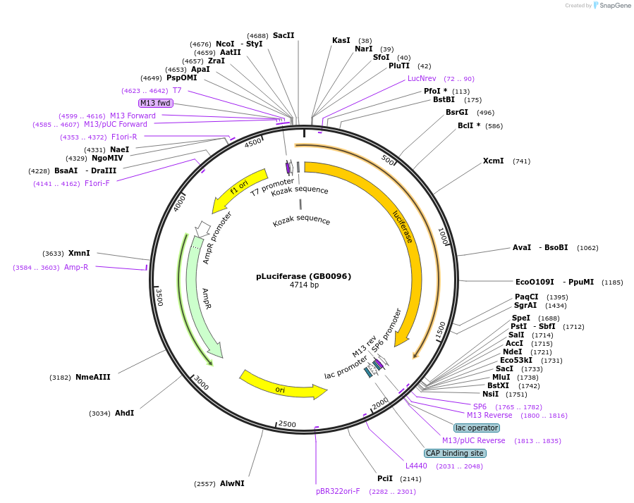 68201-plasmid-map-sequence-id-127296