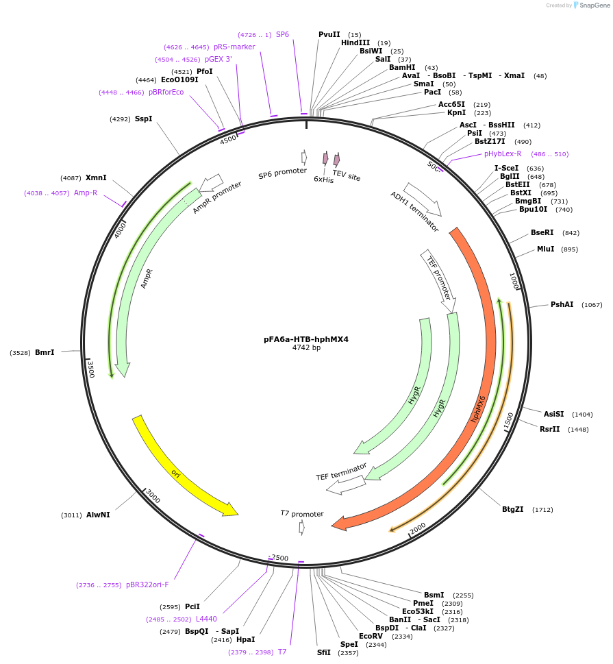 26876-plasmid-map-sequence-id-12730