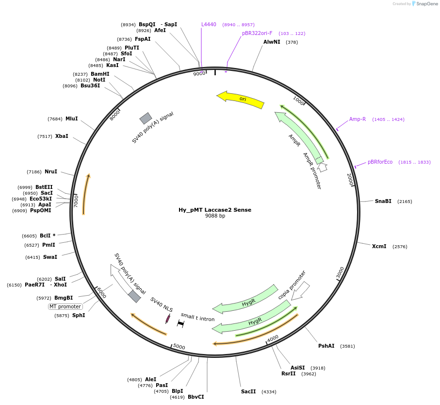 127302_map
