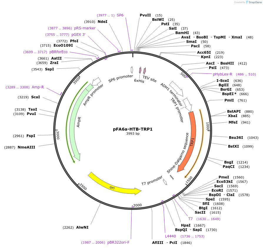 26877-plasmid-map-sequence-id-12731
