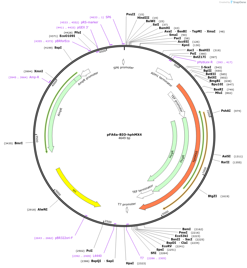 26880-plasmid-map-sequence-id-12734