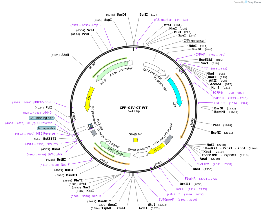 69532-plasmid-map-sequence-id-127354