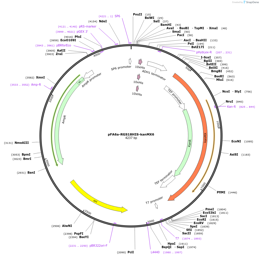 26882-plasmid-map-sequence-id-12736