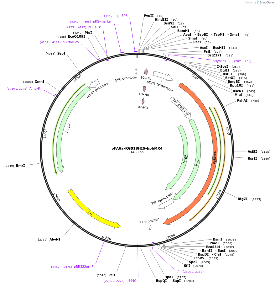 26883-plasmid-map-sequence-id-12737