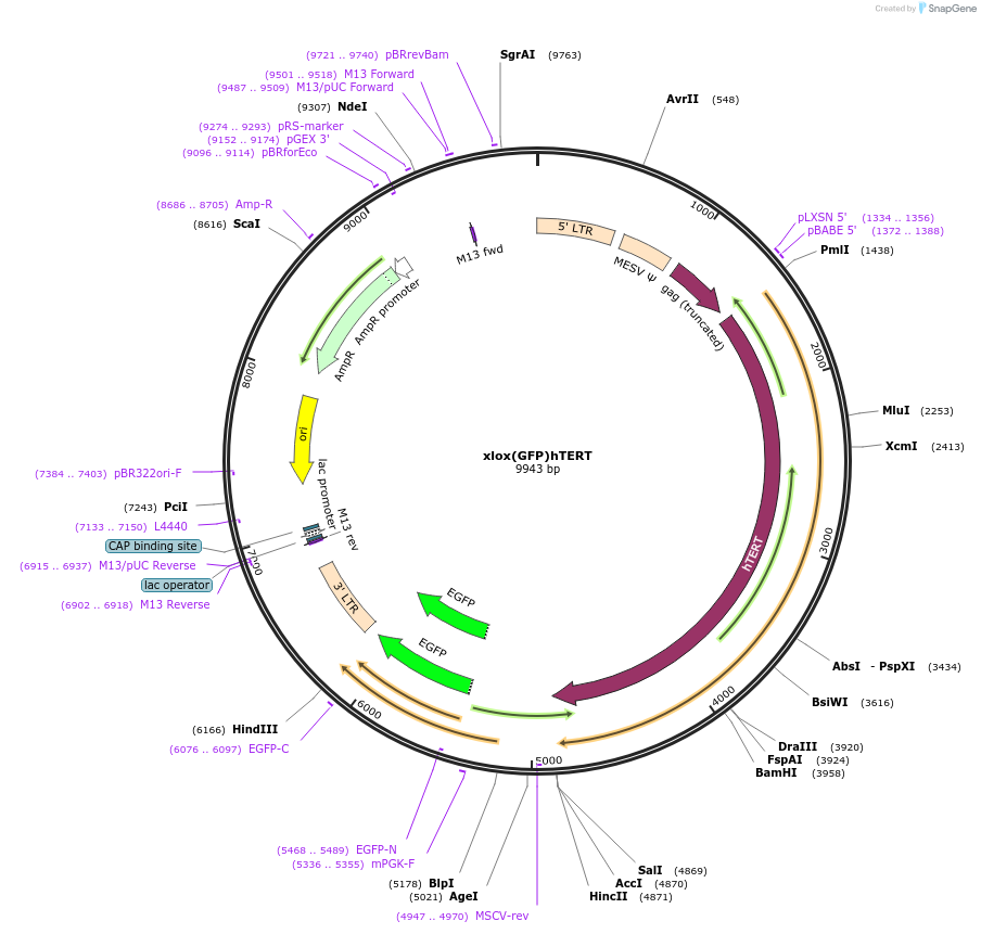 69809-plasmid-map-sequence-id-127377