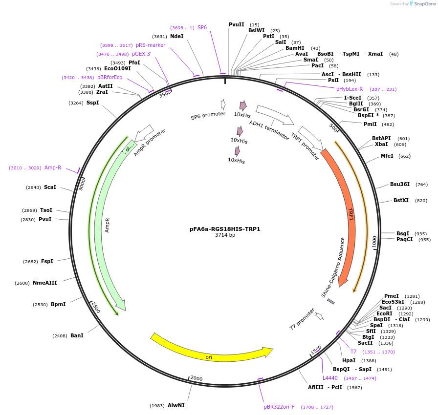 26884-plasmid-map-sequence-id-12738
