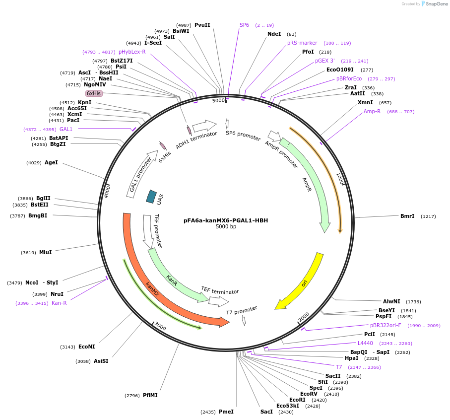 26885-plasmid-map-sequence-id-12739