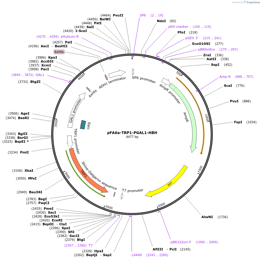 26886-plasmid-map-sequence-id-12740