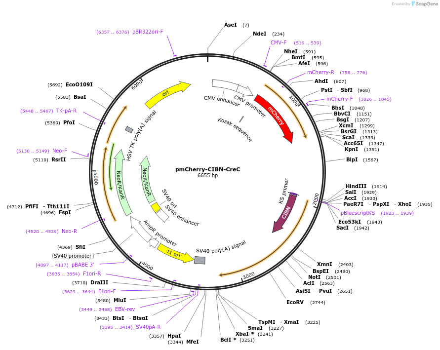 26889-plasmid-map-sequence-id-12741