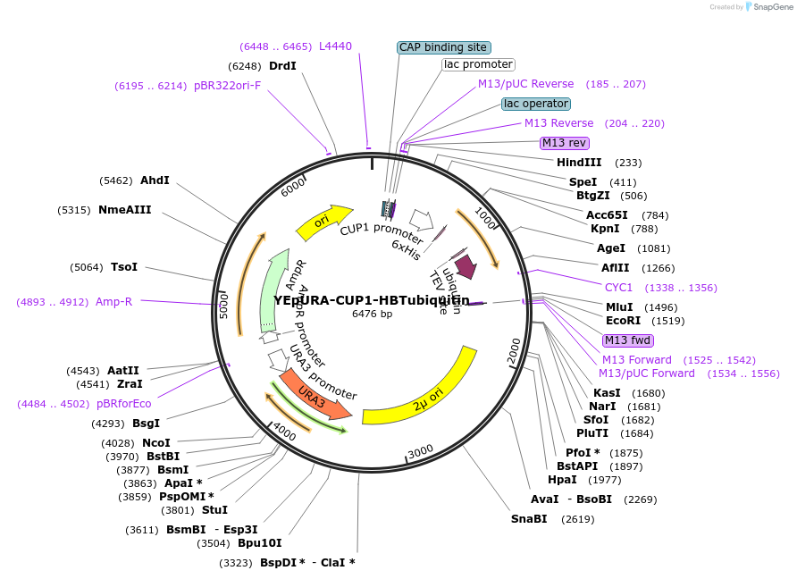 26900-plasmid-map-sequence-id-12742