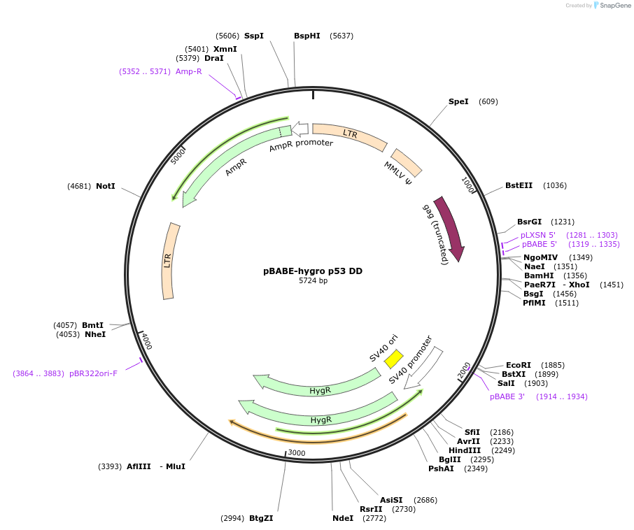 9058-plasmid-map-sequence-id-127443