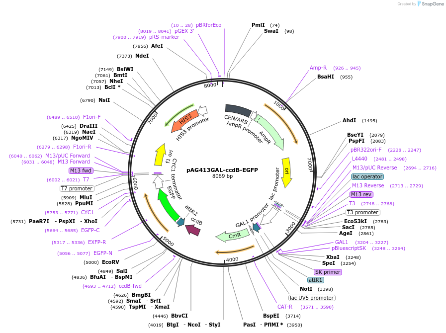 14189-plasmid-map-sequence-id-127464