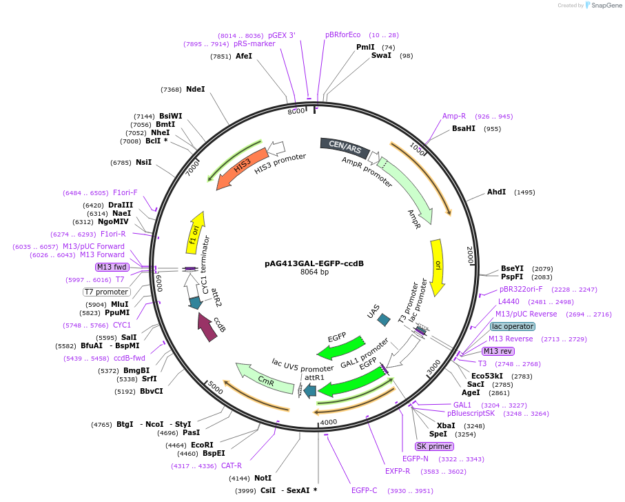 14309-plasmid-map-sequence-id-127468