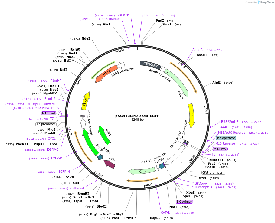 14190-plasmid-map-sequence-id-127472