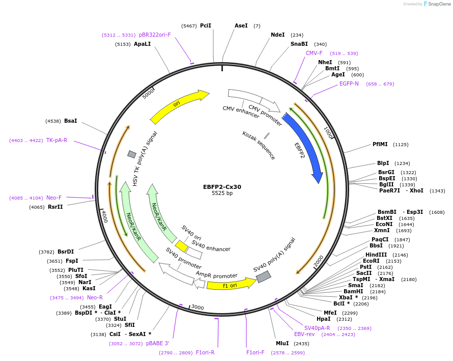 69022-plasmid-map-sequence-id-127476
