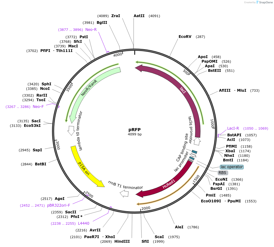 26924-plasmid-map-sequence-id-12748