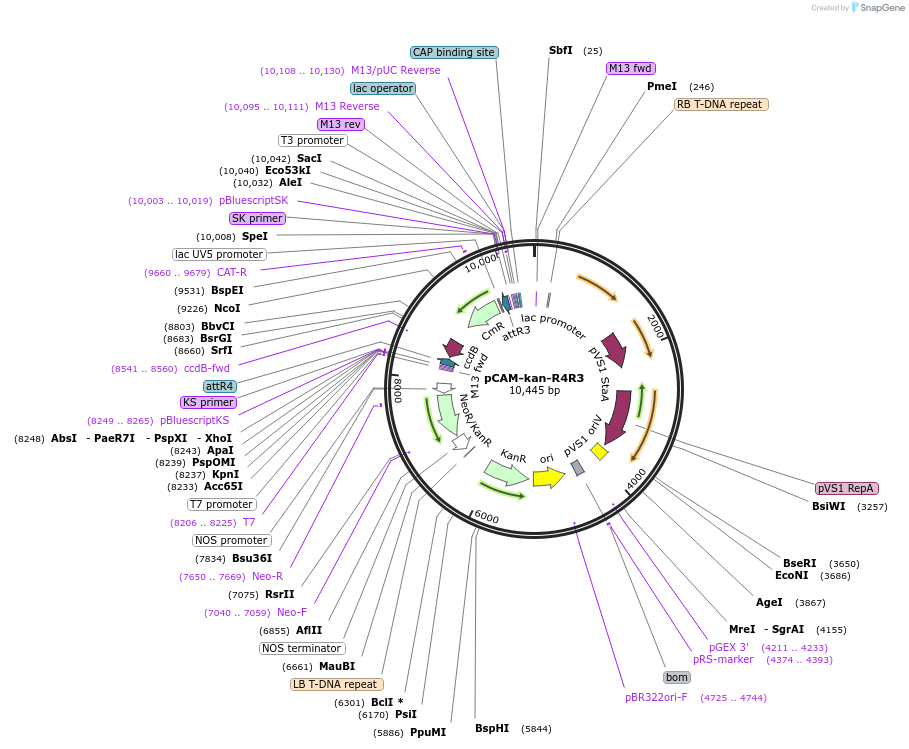 71275-plasmid-map-sequence-id-127491