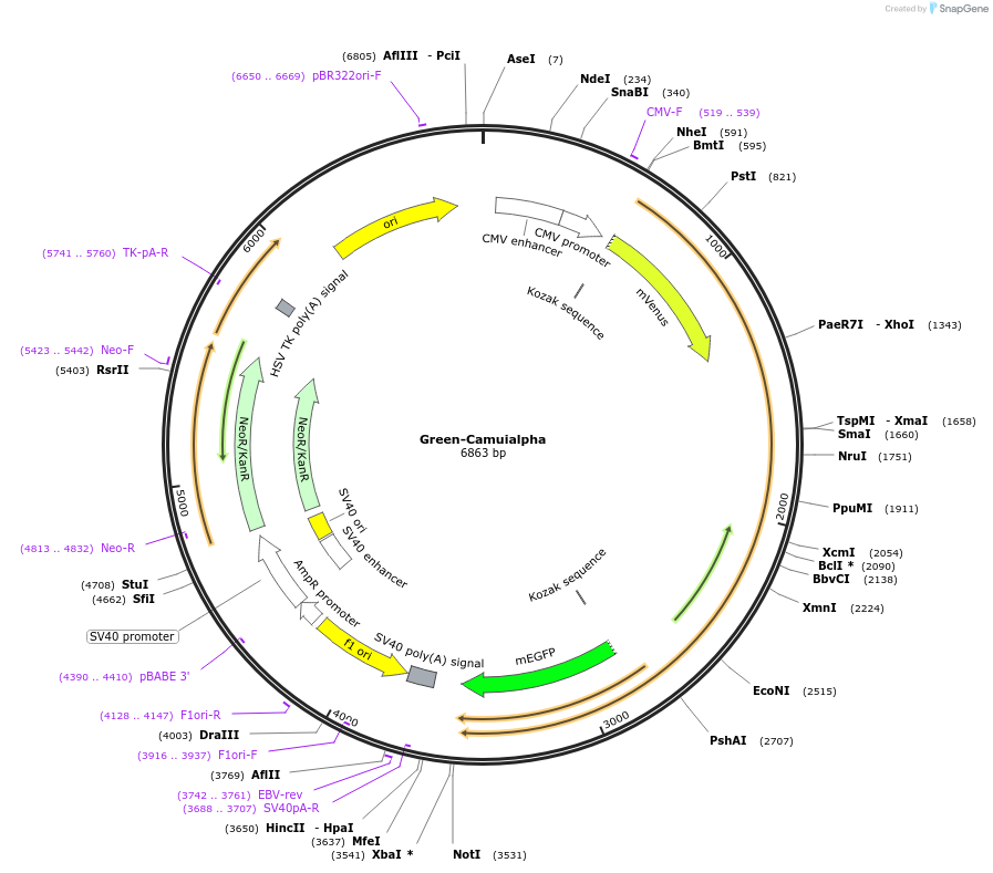 26933-plasmid-map-sequence-id-12751