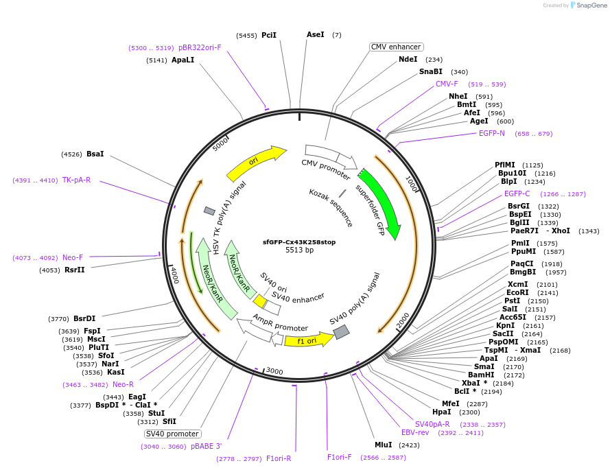 69025-plasmid-map-sequence-id-127523