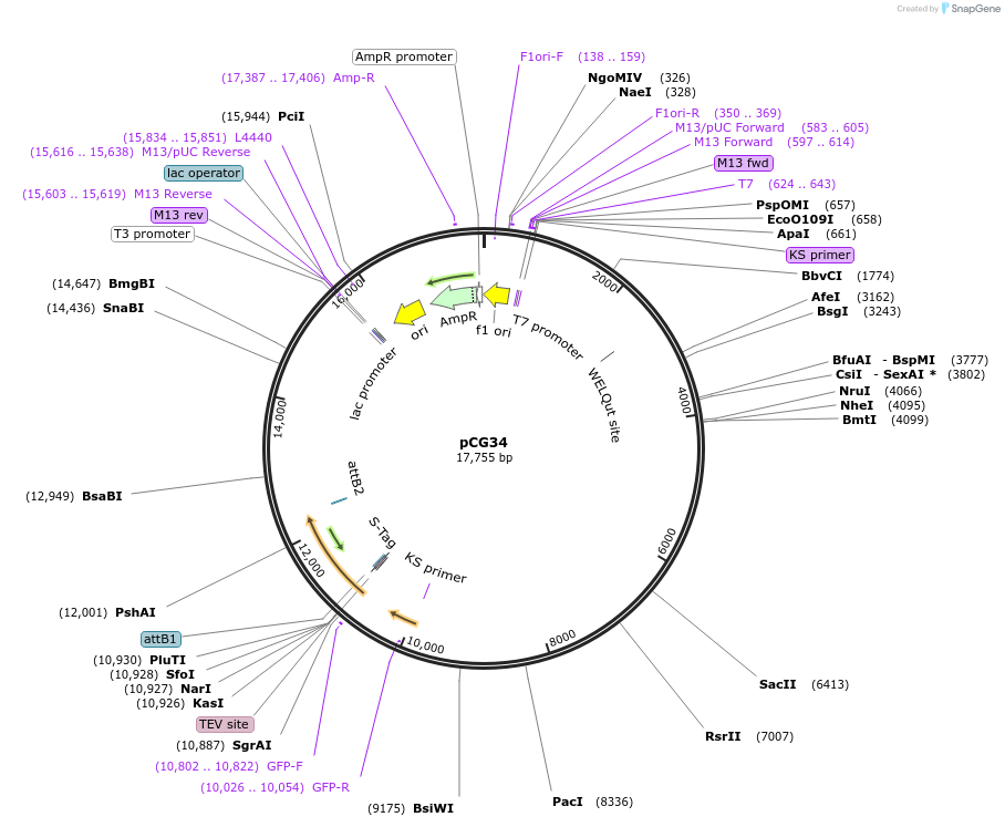 26940-plasmid-map-sequence-id-12753
