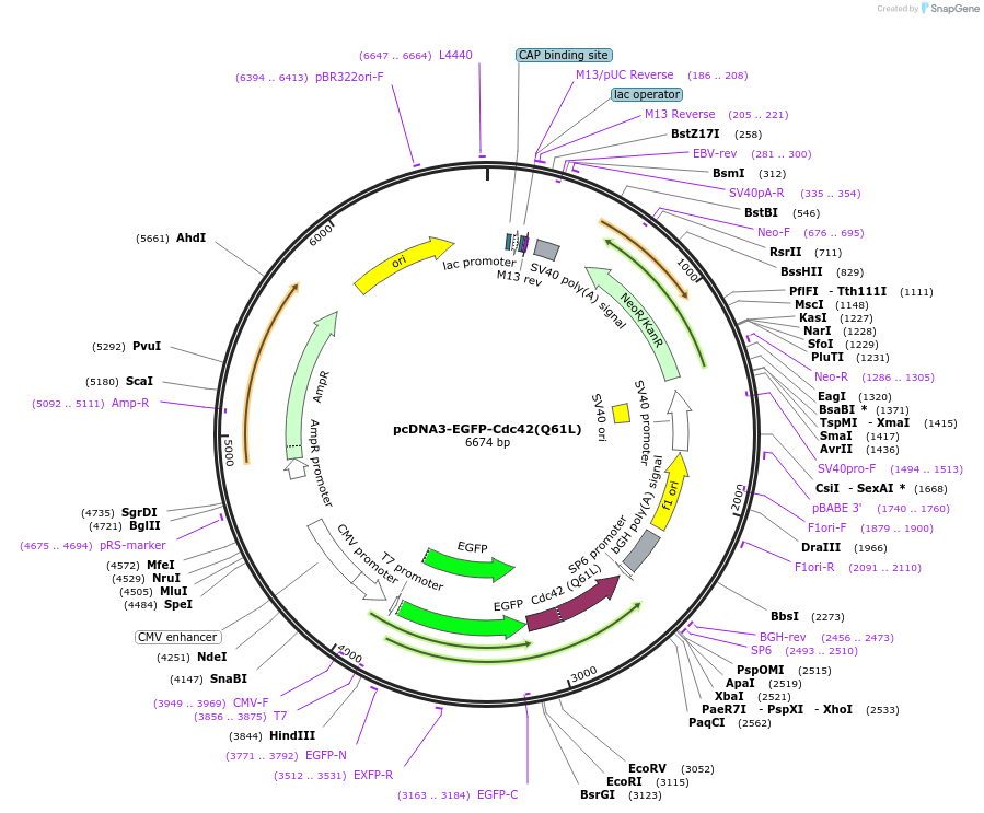 12600-plasmid-map-sequence-id-127544
