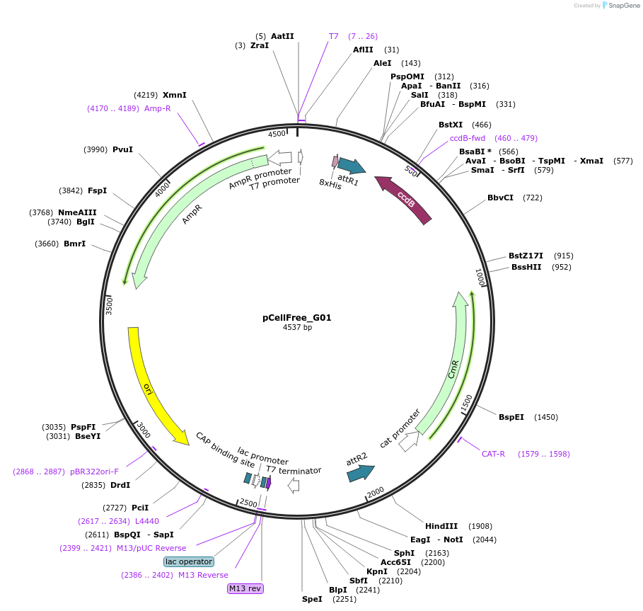 67135-plasmid-map-sequence-id-127547