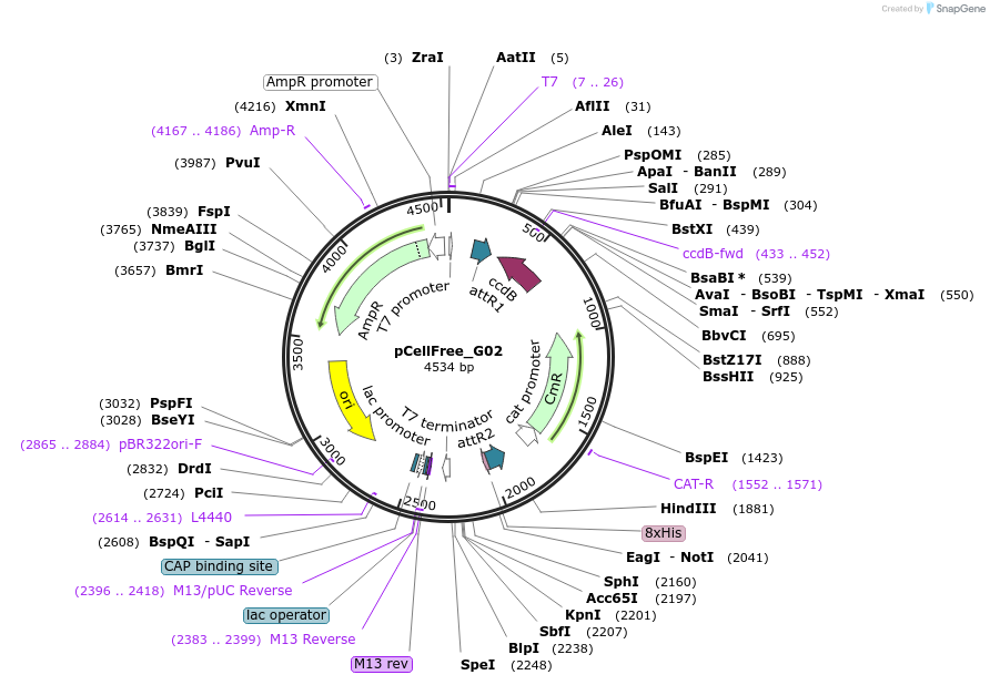 67136-plasmid-map-sequence-id-127548