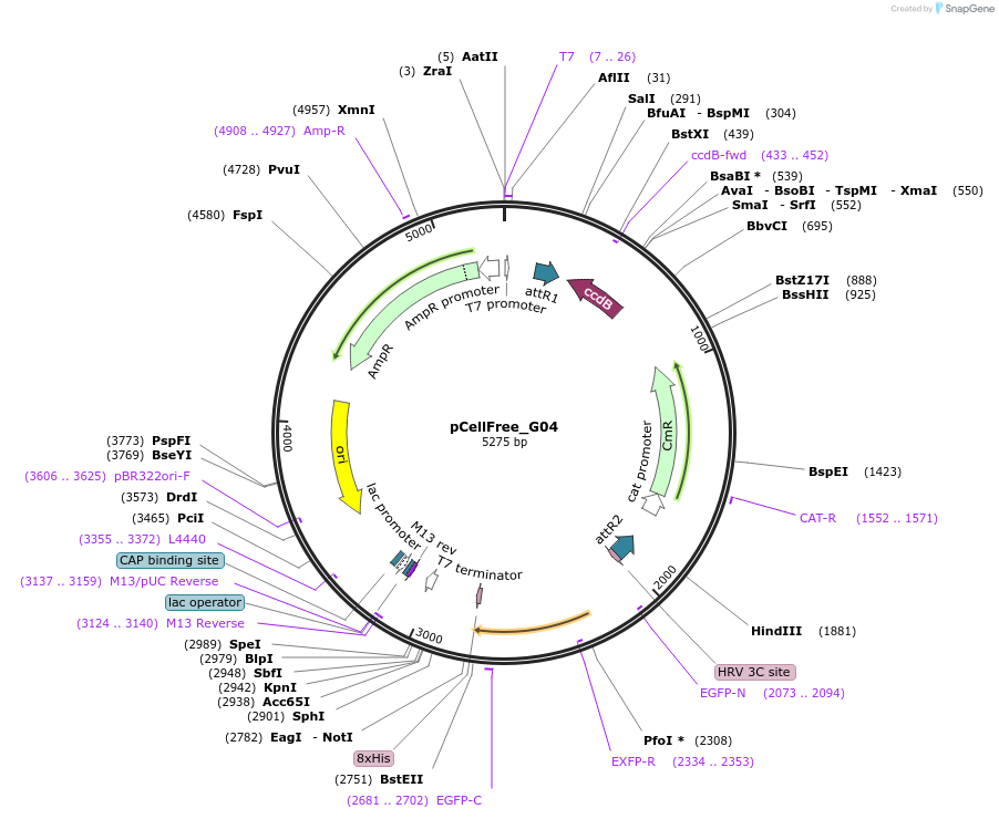 67138-plasmid-map-sequence-id-127550