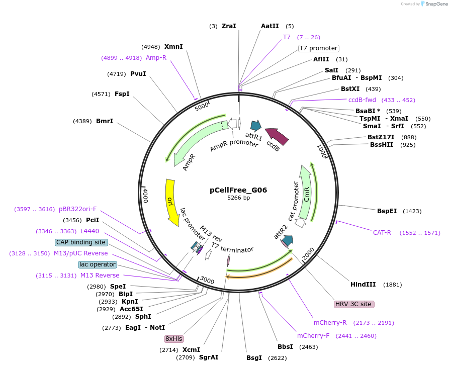 67140-plasmid-map-sequence-id-127551