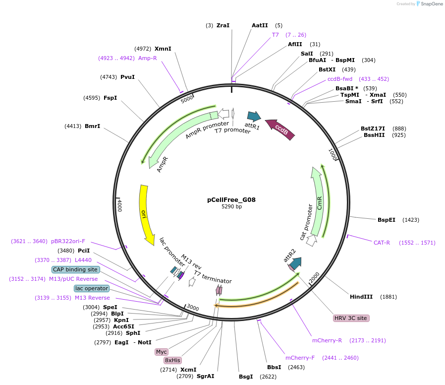 67142-plasmid-map-sequence-id-127552