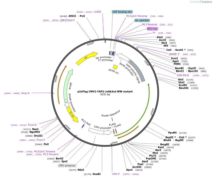19048-plasmid-map-sequence-id-127553