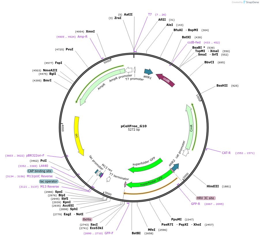 67144-plasmid-map-sequence-id-127554