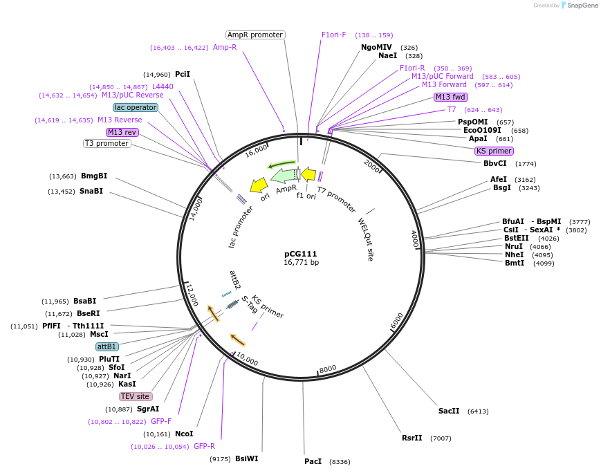26944-plasmid-map-sequence-id-12757