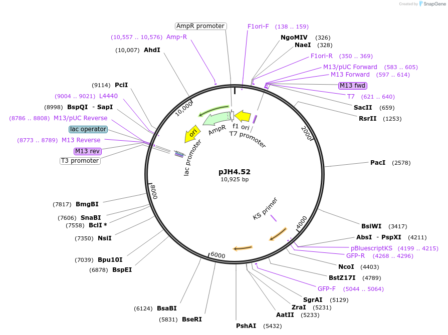 26946-plasmid-map-sequence-id-12759