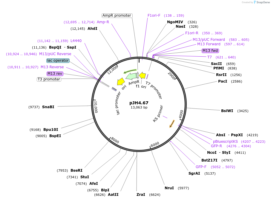 26948-plasmid-map-sequence-id-12761