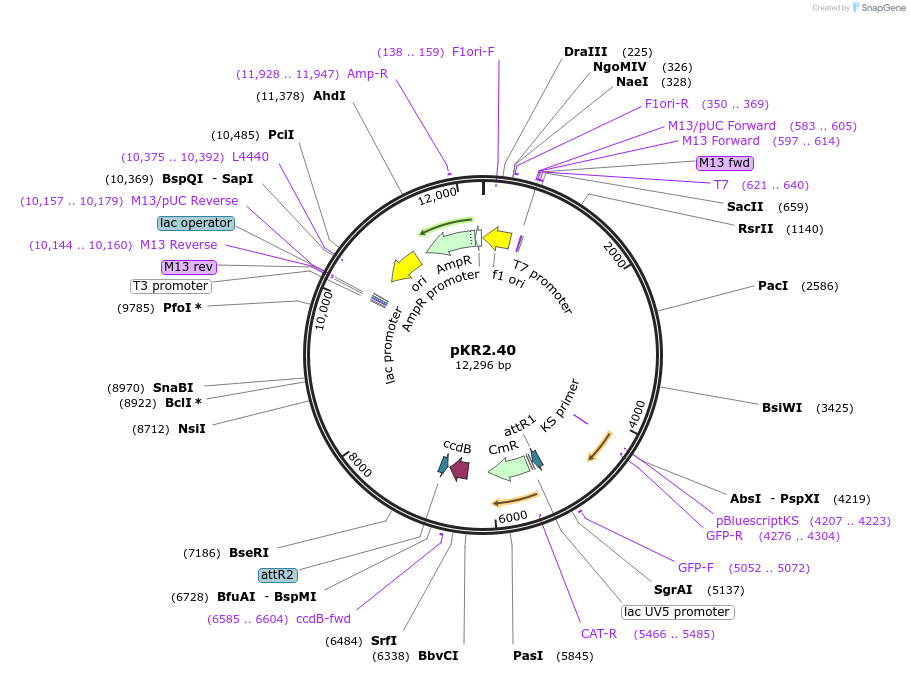 26952-plasmid-map-sequence-id-12764