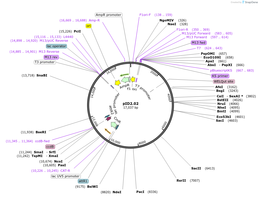 26955-plasmid-map-sequence-id-12765