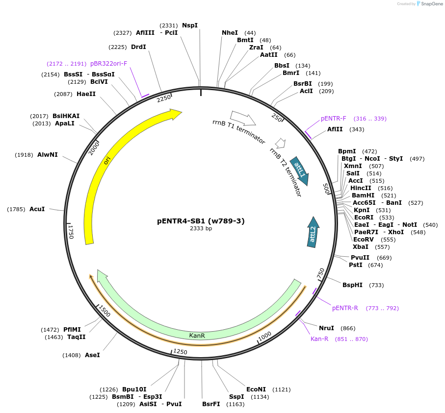 26956-plasmid-map-sequence-id-12766