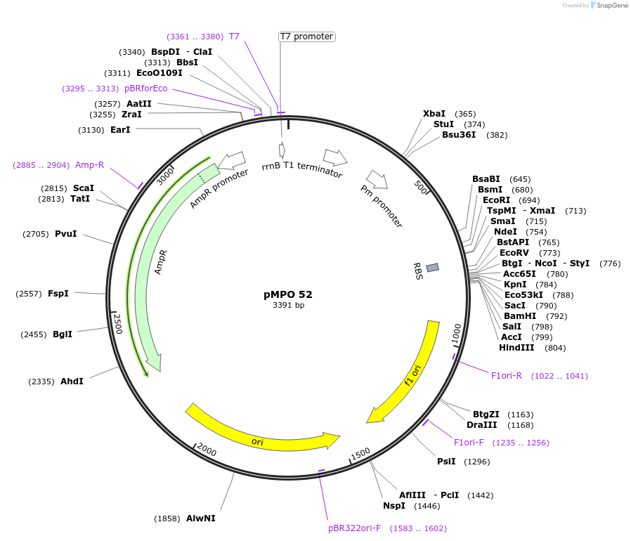 68359-plasmid-map-sequence-id-127681