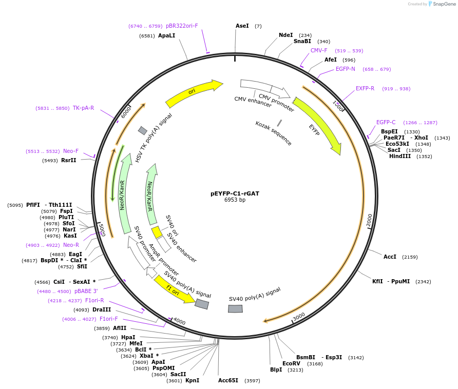 70107-plasmid-map-sequence-id-127688
