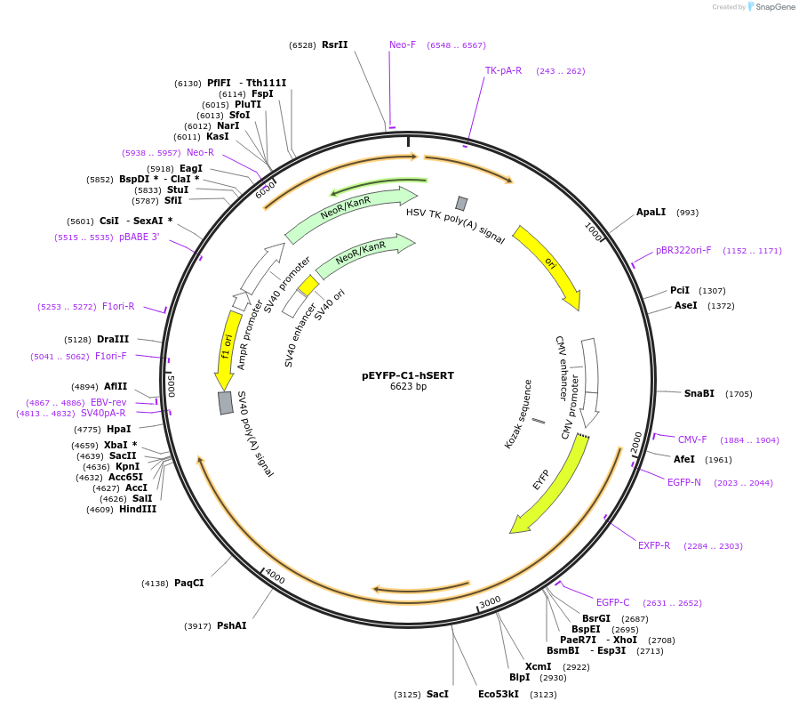 70103-plasmid-map-sequence-id-127692