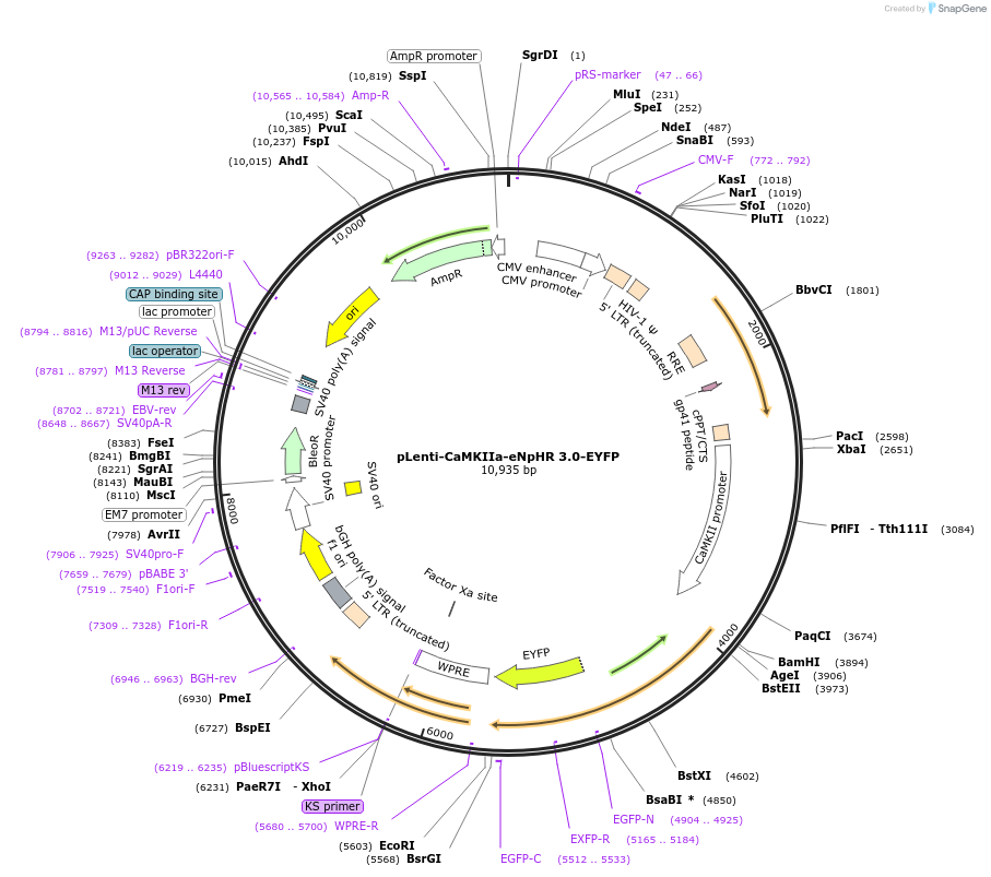 26970-plasmid-map-sequence-id-12773