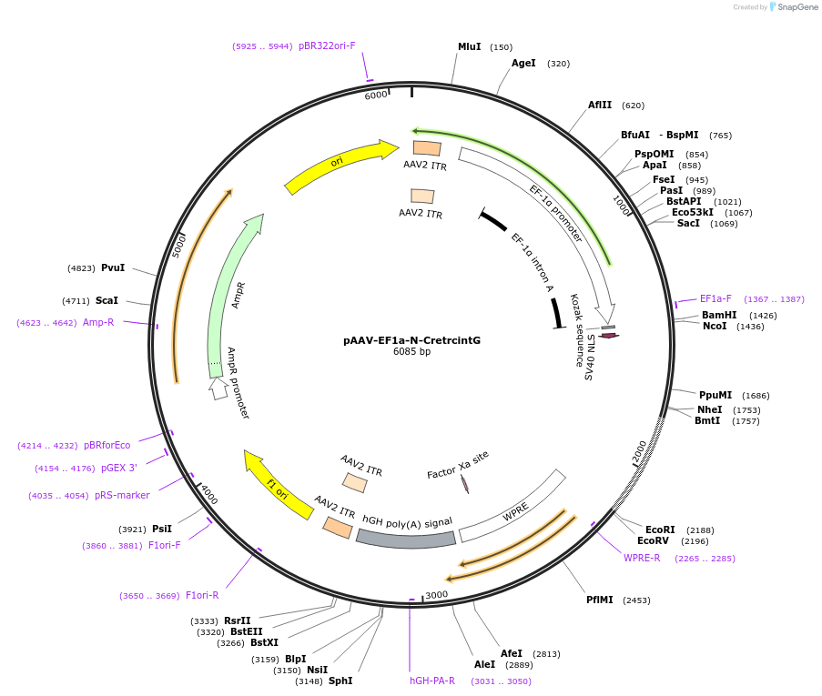 69570-plasmid-map-sequence-id-127742