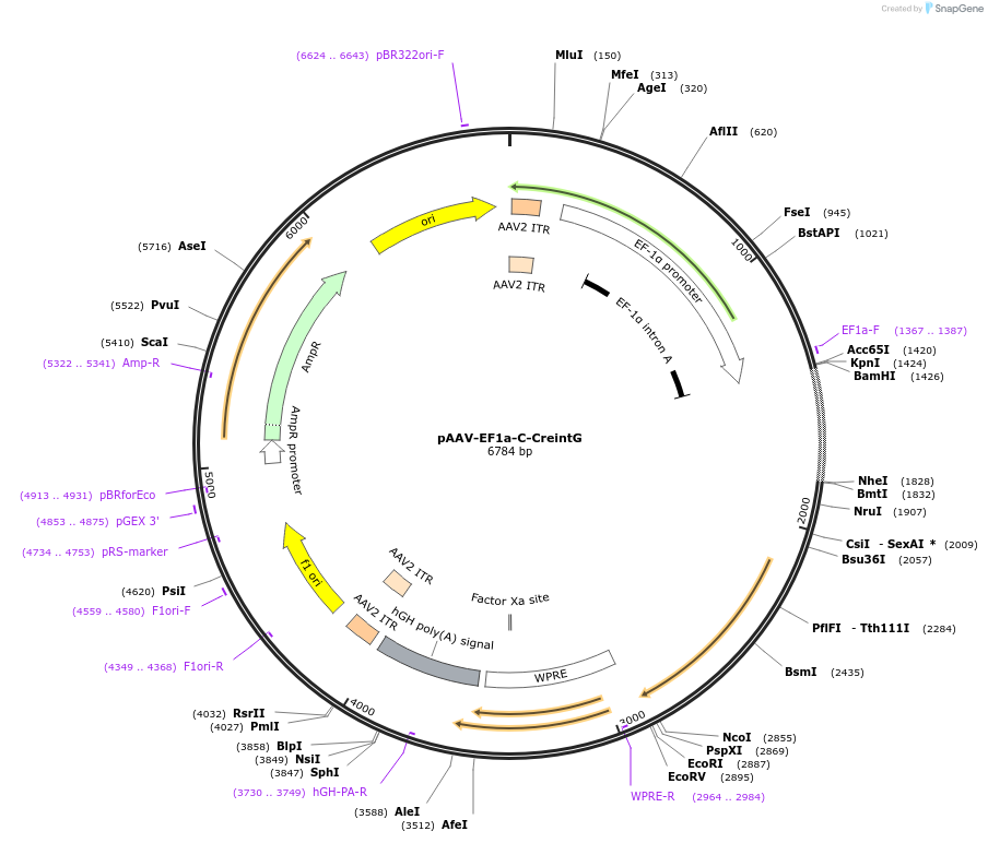 69571-plasmid-map-sequence-id-127747