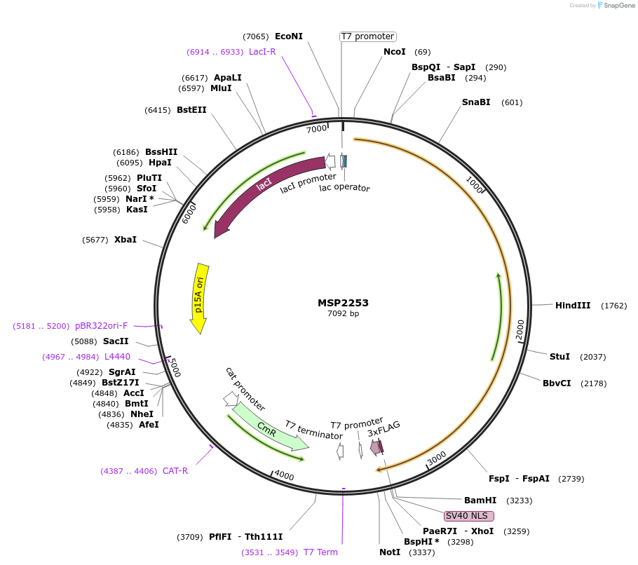 70704-plasmid-map-sequence-id-127764