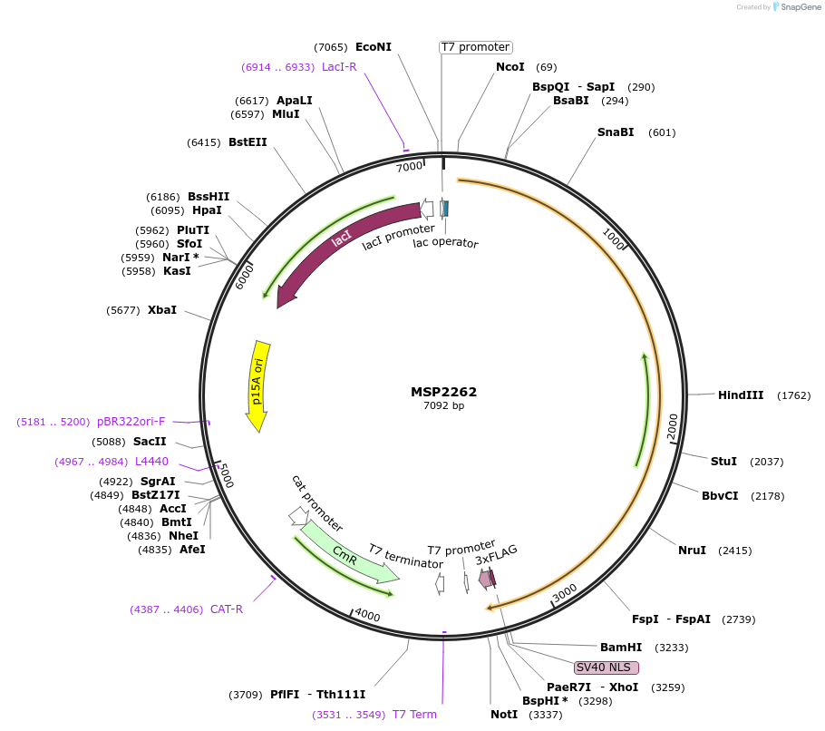 70703-plasmid-map-sequence-id-127765