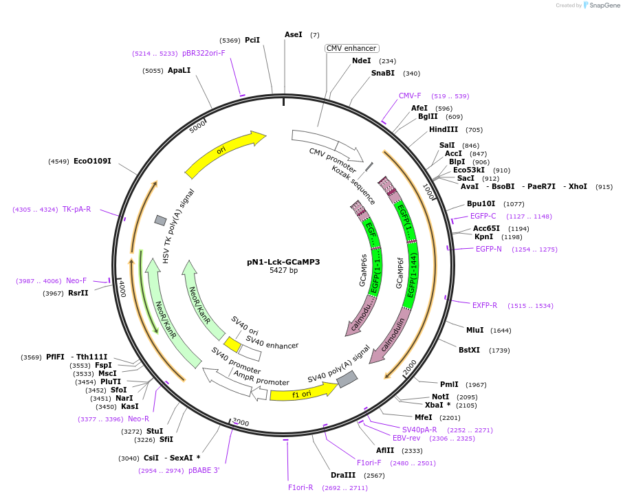 26974-plasmid-map-sequence-id-12777
