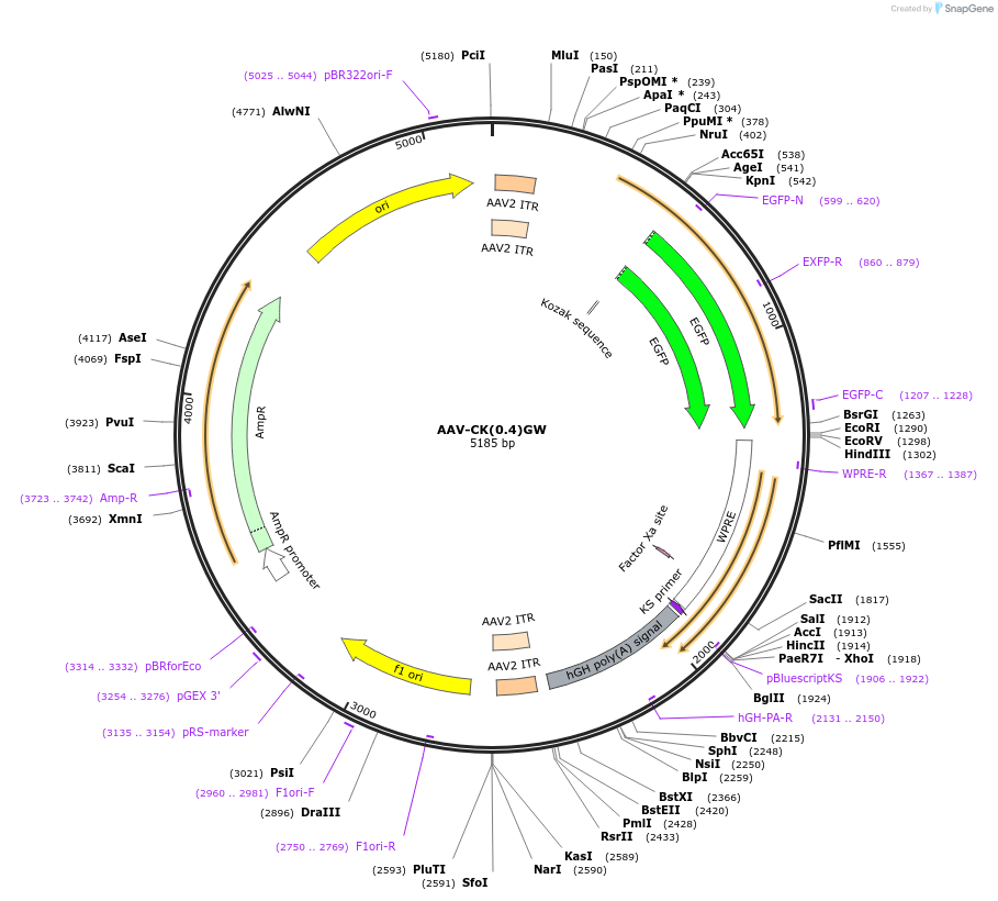 27226-plasmid-map-sequence-id-12786