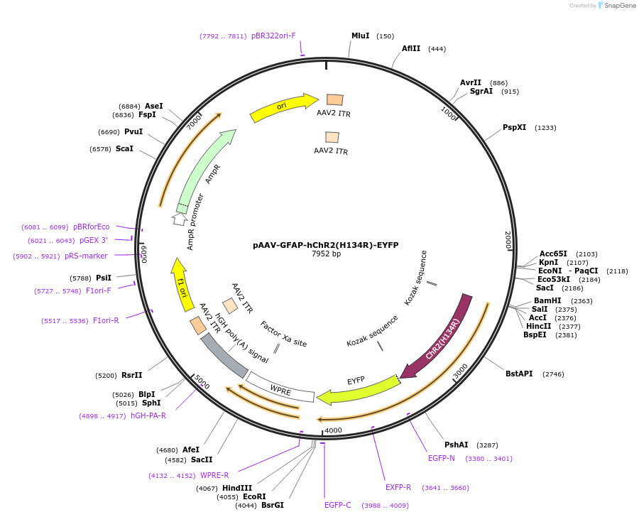 27054-plasmid-map-sequence-id-12795